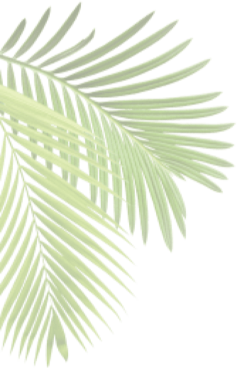 Palm Leaf