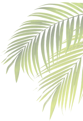 Palm Leaf